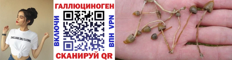 Псилоцибиновые грибы Cubensis где можно купить Москва